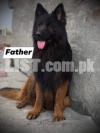 german shepherd long coat non pedigree pups