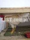 white golden shade cock (murgha) with cage