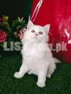 Persian White Triple Coated Male Kitten For Sale
