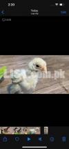 Paper white Indian parrote beak long tail aseel Chozey