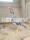 King size Oshamo chicks for sale