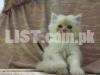 Persian kittens / breeder quality / pure bloodline