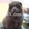 chow chow blue color pedigree