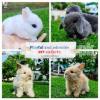 Imported rabbit Hotot / lionhead / teddybear / Holland lop