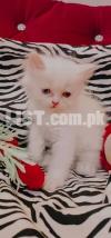 Pure Persian Kitten ODD EYES