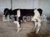 2 Cows available with one calf