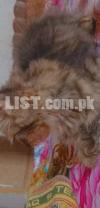 Persian triple coat male kitten cat
