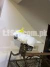 Parrot Cockatoo Triton
