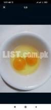 free range eggs with orange colour yolks