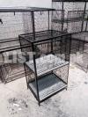 cage parrot hen dog bajri chicks birds pet pinjra pigeon Australian