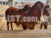 Brahman Cow , Brahman Bachre Qurbani 2023 keliye kheere Bull Wacha