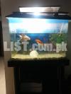 Fish Aquarium with 2 fish