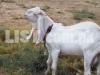 Gulabi goat pair(jori) for sale dono bakra bakri kheri hay