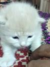 Persian Kitten for sale