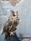 Owl male and female available price single piece please not for chaska