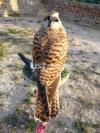 Baz egal falcon male and female available