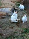 NewZealand White Rabbits 🐇 pair