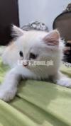 Persian kitten for sale