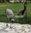 Beautiful birds pair for sale