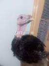 Turkey male chick 2.5 months for sale