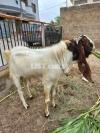 Kamori Goat for sale age 2 years