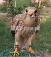Kestrel Falcon for Sale in Rawalpindi / Islamabad