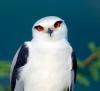 Black-shouldered, Red Eyes Australian Kite for Sale