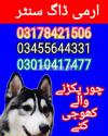 Army dog center lahore