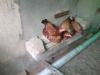 Three Aseel Hens for sale