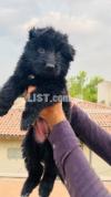 Black German Shepherd Pedigreed Puppies for sale