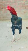 Pure Aseel Rooster for Sale – Strong & Healthy