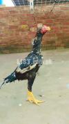 Pure Aseel Rooster for Sale – Strong & Healthy