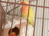 Love birds pair breeder for sale