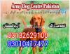 Army dog center