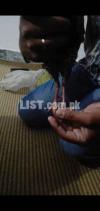 i want to sale my black teetar jo intrested ho rabta krain i want to sale my black teetar jo intrested ho rabta krain