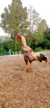 Aseel cock for sale Aseel cock for sale