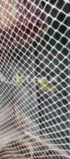 love birds along with Iron Cage and all accessories for sale love birds along with Iron Cage and all accessories for sale