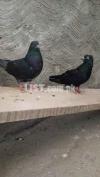 Pure black pigeons Pure black pigeons