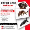 Army Dog Center Attock 0300–9195279 Khoji Dog In Attock Army Dog Center Attock 0300–9195279 Khoji Dog In Attock