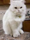 Premium quality Persian triple coat Punch face cat for sale