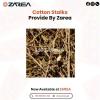 Cotton Stalks Available at | ZAREA |